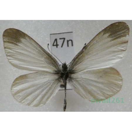 Leptidea sinapis (Linnaeus, 1758) Czech47n